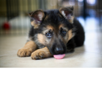 Cute Puppy Gang