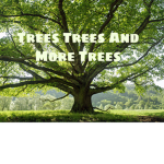 Trees Trees And More Trees