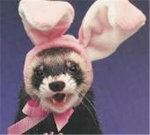 epic ferrets!