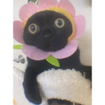 THE CAT THAT HAS DRIP U>U