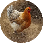 Thanks cooked chicken . ok