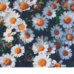 Itz Daisy