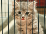 ˚ᆺ˚ Stop animal abuse ˚ᆺ˚