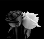 DeadlyRose