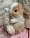 bunny’s hopping in the garden!