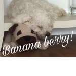 Banana berry!