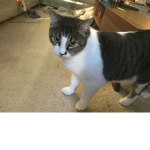 Bella the cat!