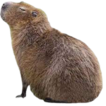 Capybara Gang!!!!!