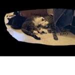 People who really love cats