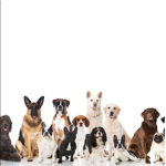 dogg world