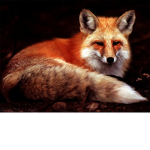 super fox world