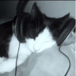 kittenz <33