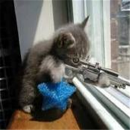 Cat with gun Roblox decal