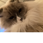 Stellaahii10