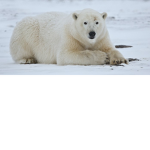 Poler bear