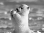 TheAmazingCuteAnimals