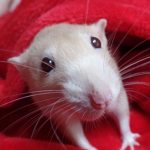 rat inc raid