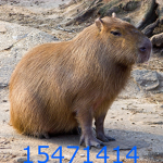 Capybara Sоciety