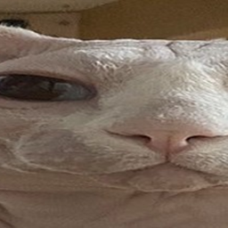 😻