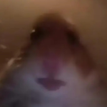 hamstercult nevers dies