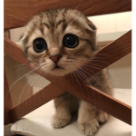 MEOW MEOW KITTY MEOW MEOW