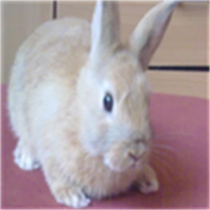 My Bunny Rabbit Cassie :3