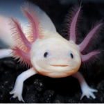 Orcas and axolotl