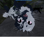 ºWolfie’s Costume Cat Club!º