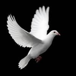 Mike's Pigeon Squad