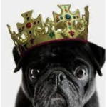 Pugs for the wins