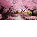 The cherry blossom sisters