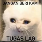 Cat tean