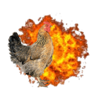 chickenboom