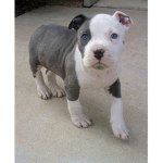 BlueFace Dog Clan