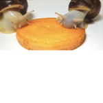 UnitedPoog