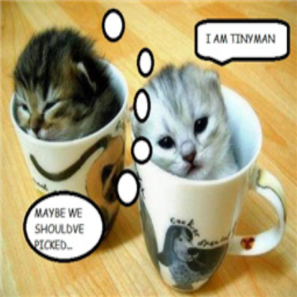 funny-cats Roblox decal