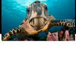 Turtle boiz