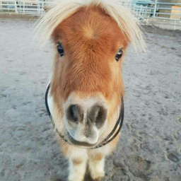 ʚ🐎ɞ