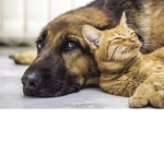Dogs that are awsome