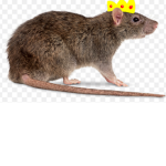 The Kingdom of Cream