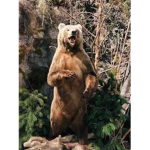 Devil bears