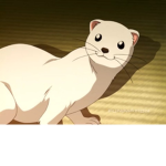FERRET SQUAD <3