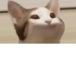 Clan of pop cats