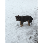 Who let the dog out(I did)