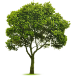 Tree TT Team