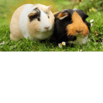 guineapigclub