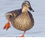 Ente._.