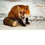 Foxarmygames
