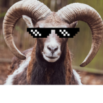 Blind Sheep Productions