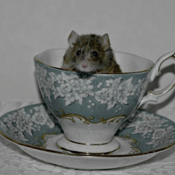 ≽^•⩊•^≼